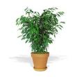An alabama bush
